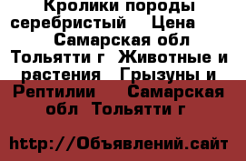 Кролики породы серебристый. › Цена ­ 400 - Самарская обл., Тольятти г. Животные и растения » Грызуны и Рептилии   . Самарская обл.,Тольятти г.